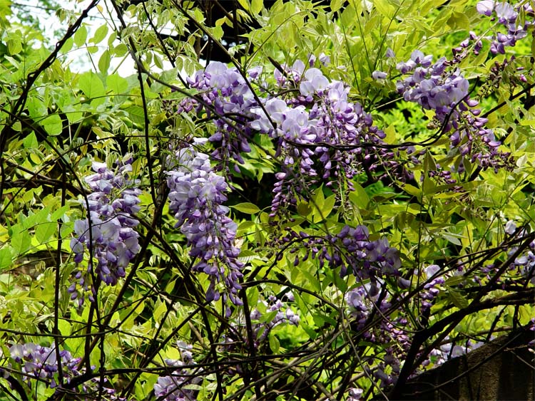 《小花》 摄影 金鸿飞