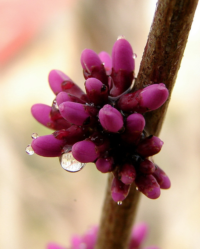 雨后花蕾1 摄影 想乐