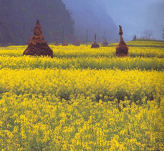 山野烂漫时(油菜花) 摄影 彩云朵朵