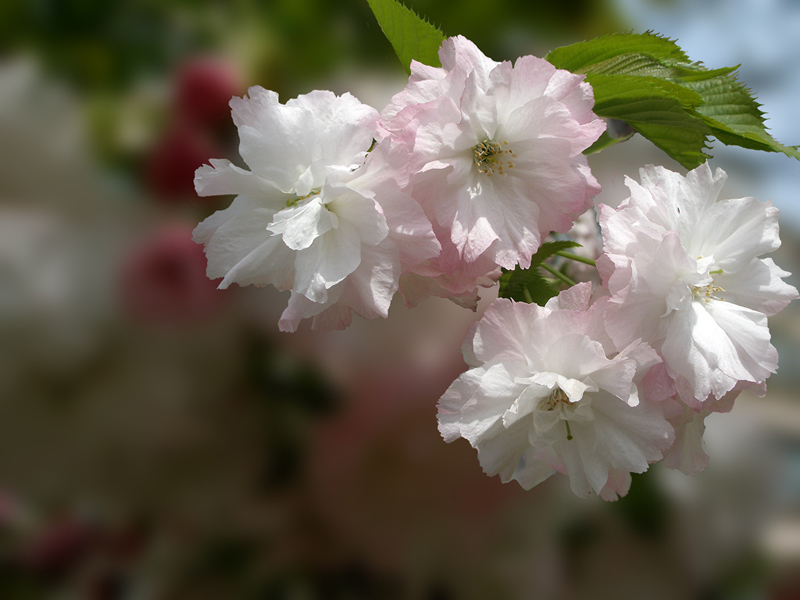 樱花 摄影 山夫zzh