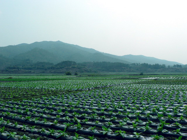 早春烟田 摄影 含川