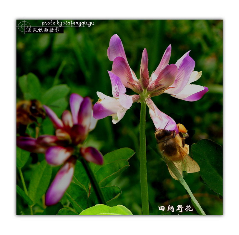 田间小花 摄影 夏风秋雨