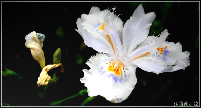 花开花谢 摄影 两角架手枪