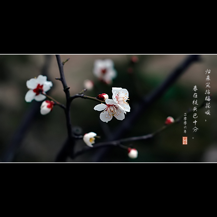 咏梅 摄影 闻雪