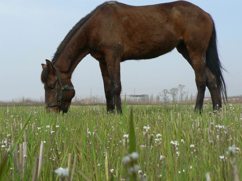 淺草才能沒馬蹄 摄影 blackhorse