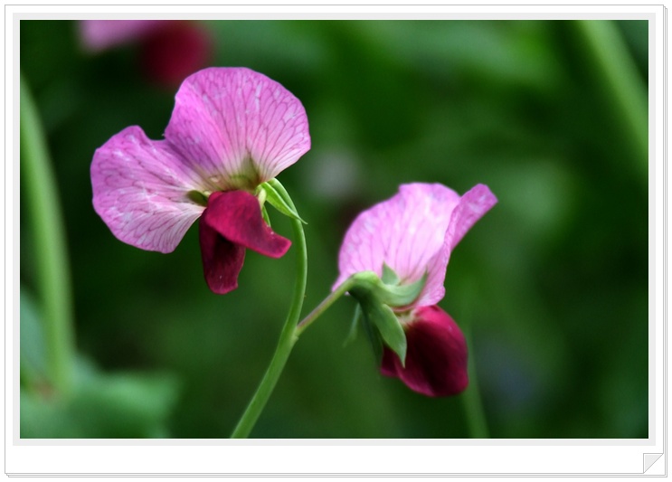 豌豆花 摄影 莫愁