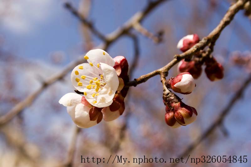 杏花 摄影 江河源