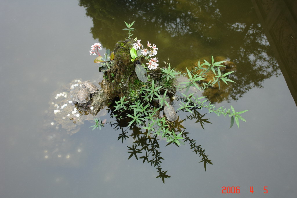 池中的天 摄影 生命的爱