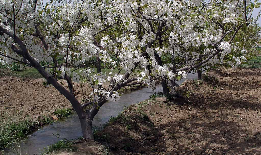 梨园.春 摄影 山夫zzh