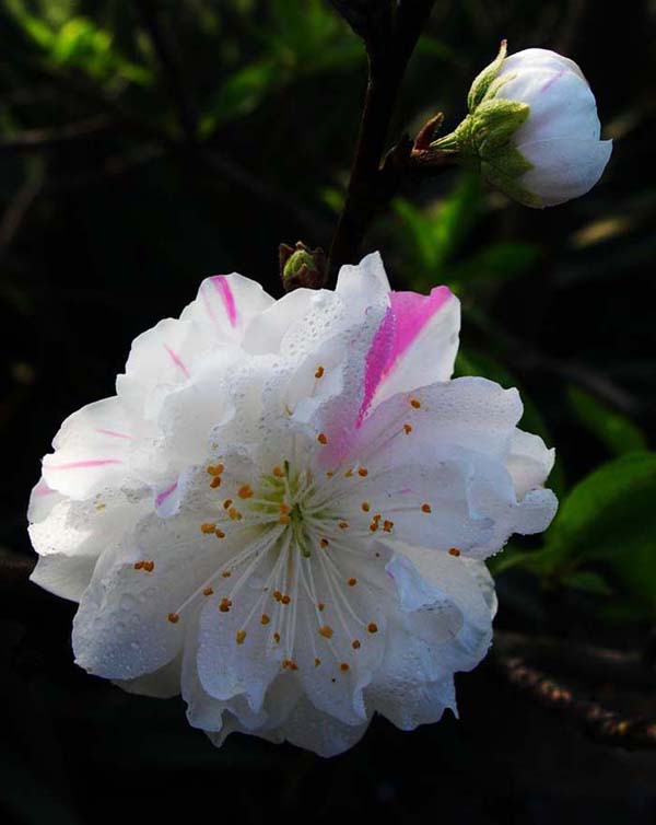 花 摄影 新君