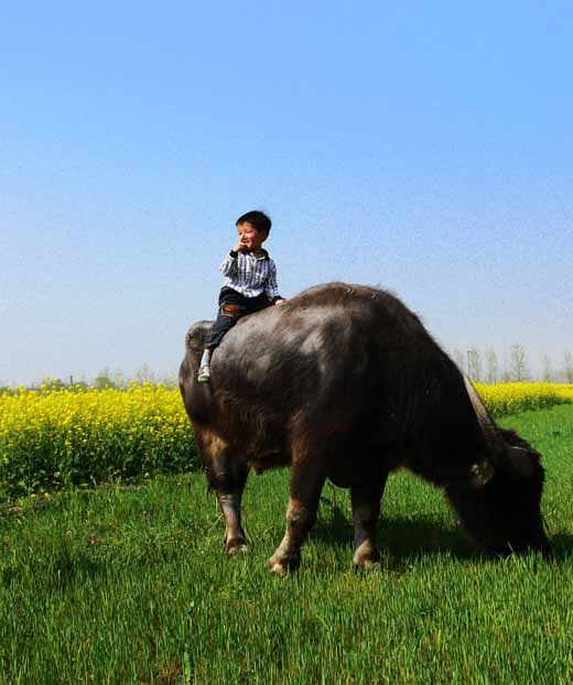 牛娃 摄影 jianhua