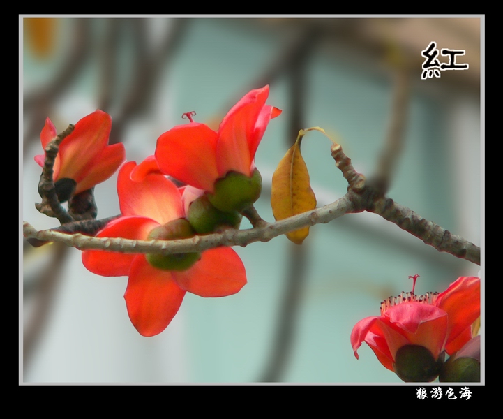 红 摄影 狼游色海