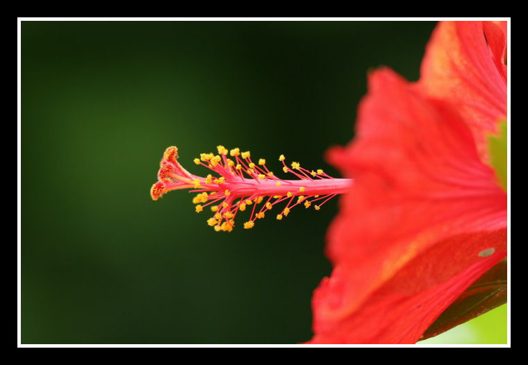 花蕊 摄影 樂樂