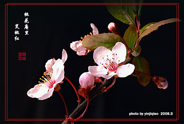 桃花庵里笑桃红 摄影 yinjiqiao