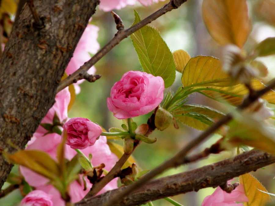 樱花(2) 摄影 jieyunliuyue