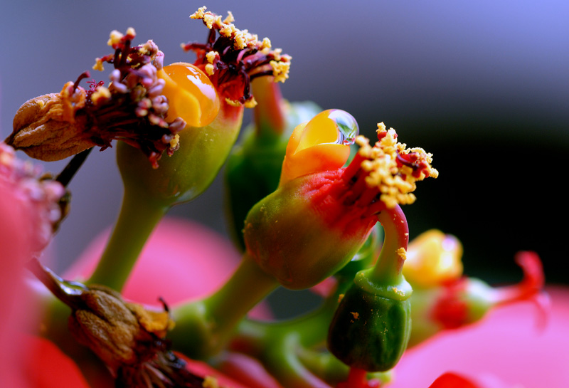 花芯 摄影 周锦连