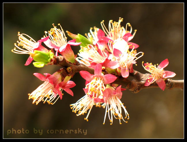 繁花落尽 摄影 cornersky