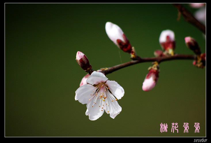 桃花 摄影 laohui