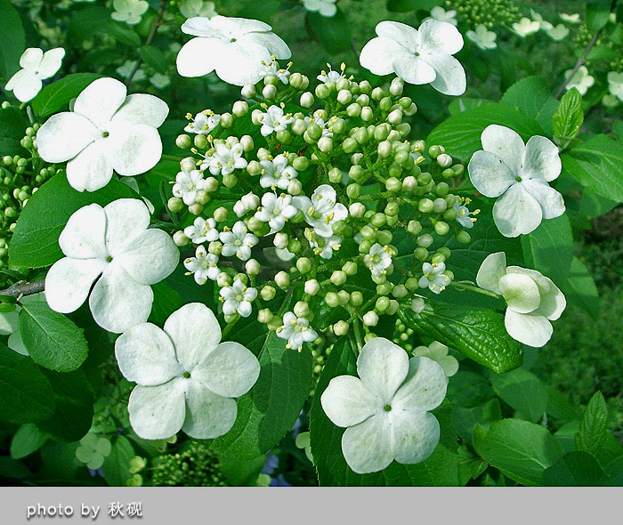 琼花 摄影 秋砚