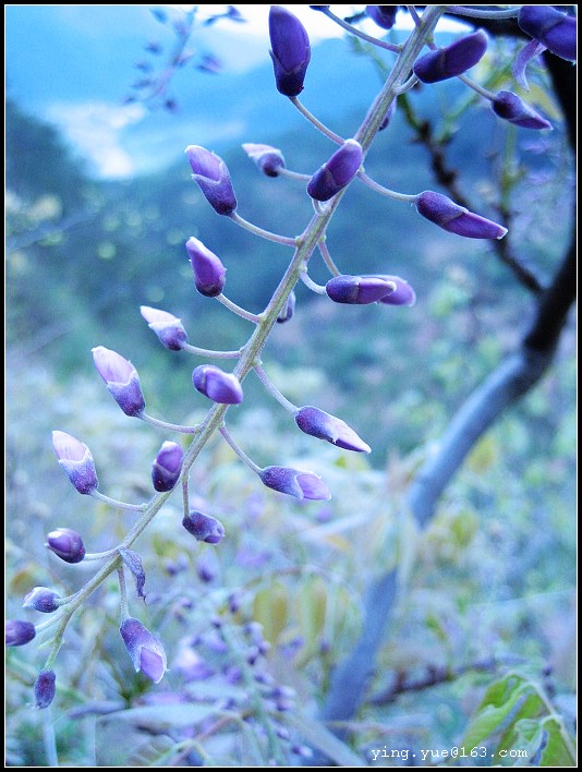 花花草草 摄影 应才丰