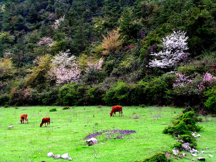 山间草地 摄影 尹成