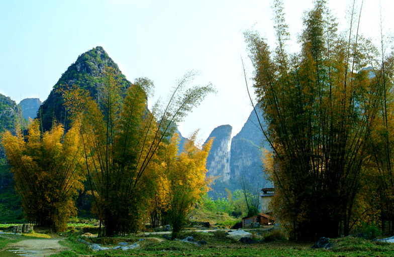 山村小景 摄影 红叶枫树林