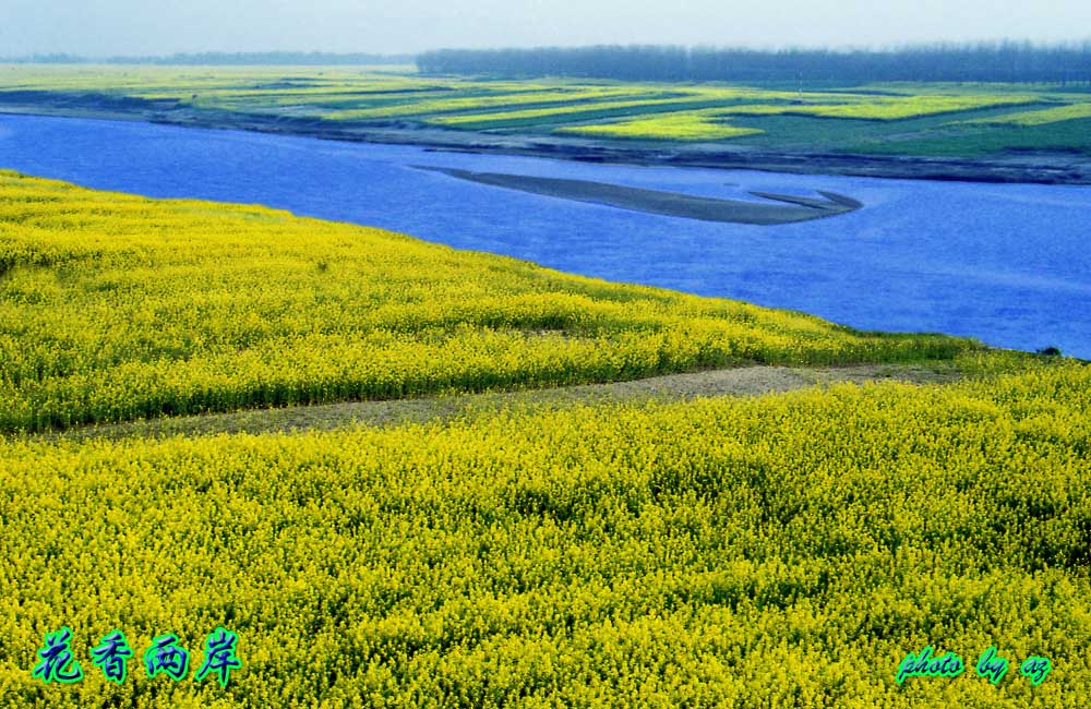 《花香两岸》 摄影 都来评评