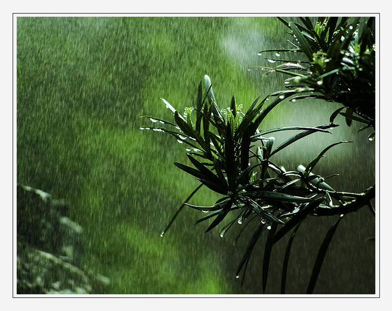 春雨 摄影 川东行者