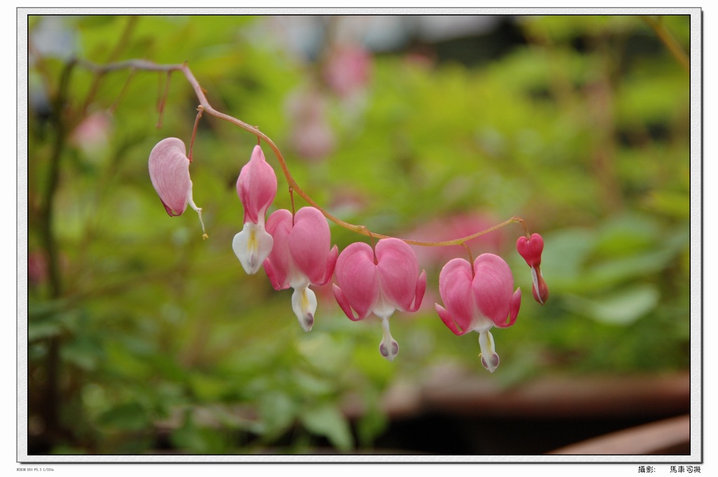 芭蕾 摄影 闲得无聊