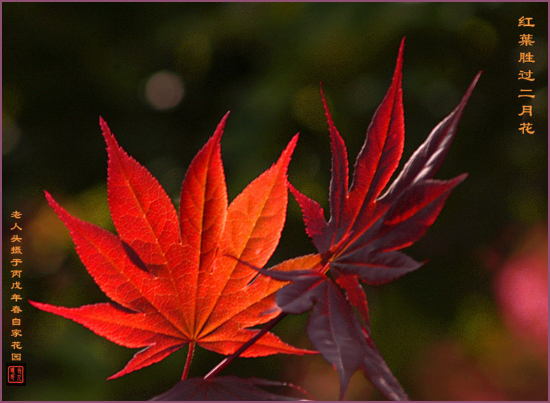 《红葉胜过二月花》 摄影 老人头