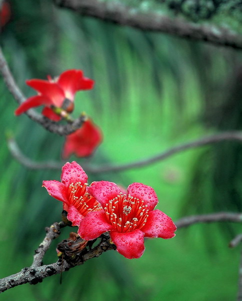 雨后窗外的木棉花 摄影 陈旭阳