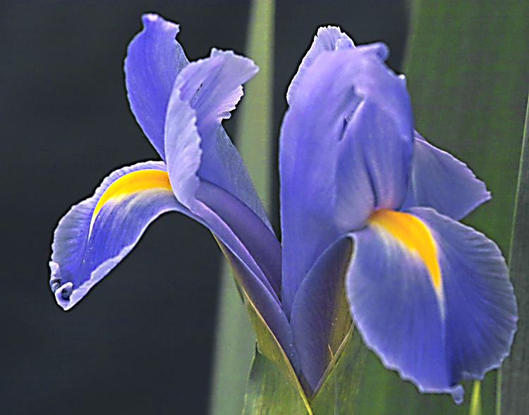 花卉 摄影 huaying