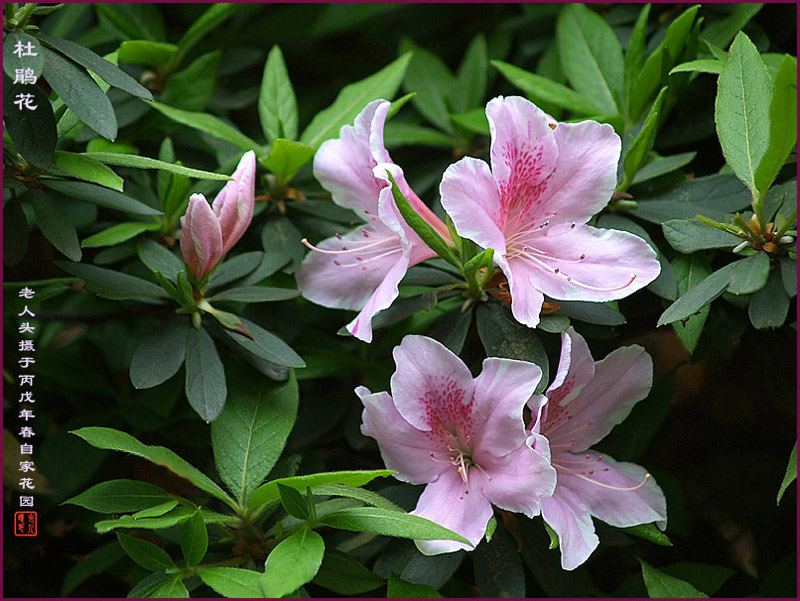 《杜鹃花》 摄影 老人头