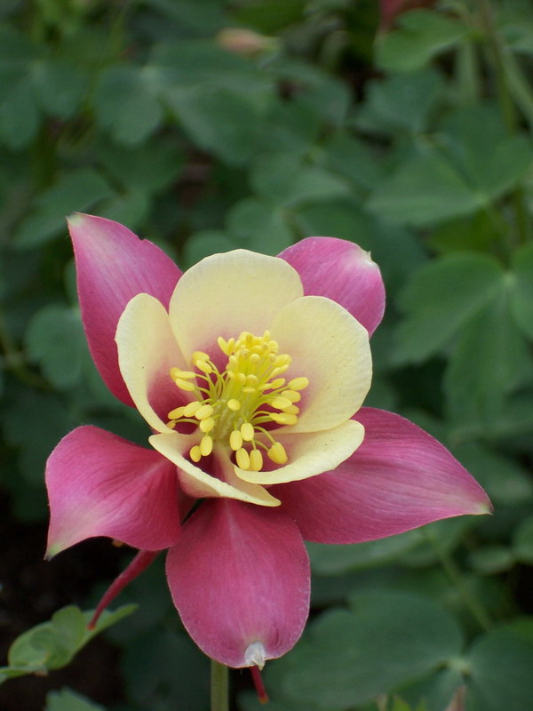 花 摄影 白貂