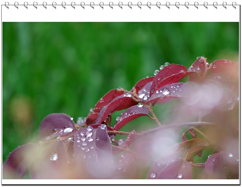 春雨.雨露 摄影 莫愁