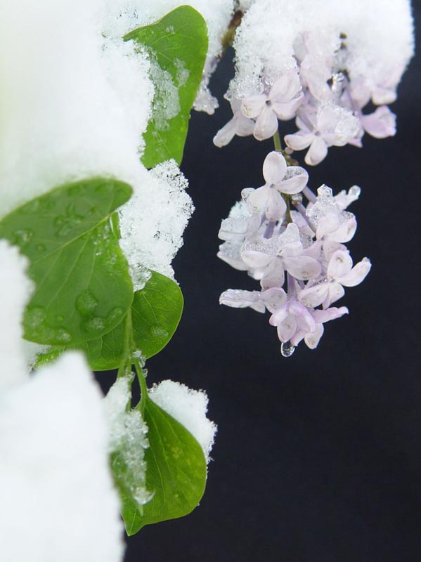 雪化无声 摄影 荒野猛鼠001