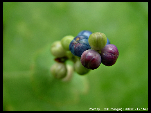 三色果 摄影 白果