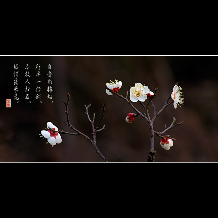 咏梅 摄影 闻雪