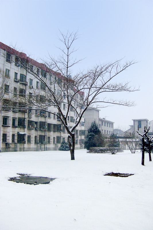 残雪 摄影 幸福小熊