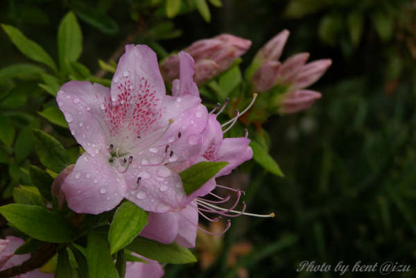 雨后的花瓣 摄影 ChrisYu