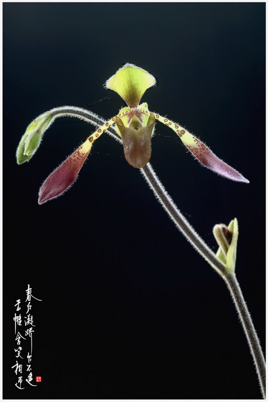 Orchid # 6 摄影 chookia