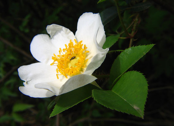 路边野花 摄影 悠悠草