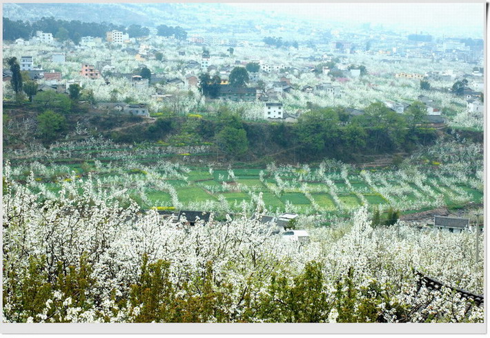 梨花满园 摄影 小光