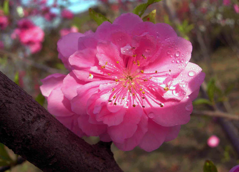 花 摄影 新君