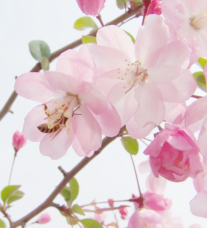 蜂花 摄影 郑小川