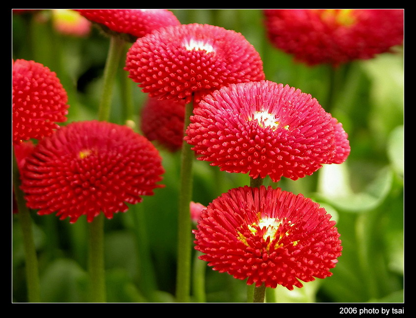 花卉05 摄影 tsai