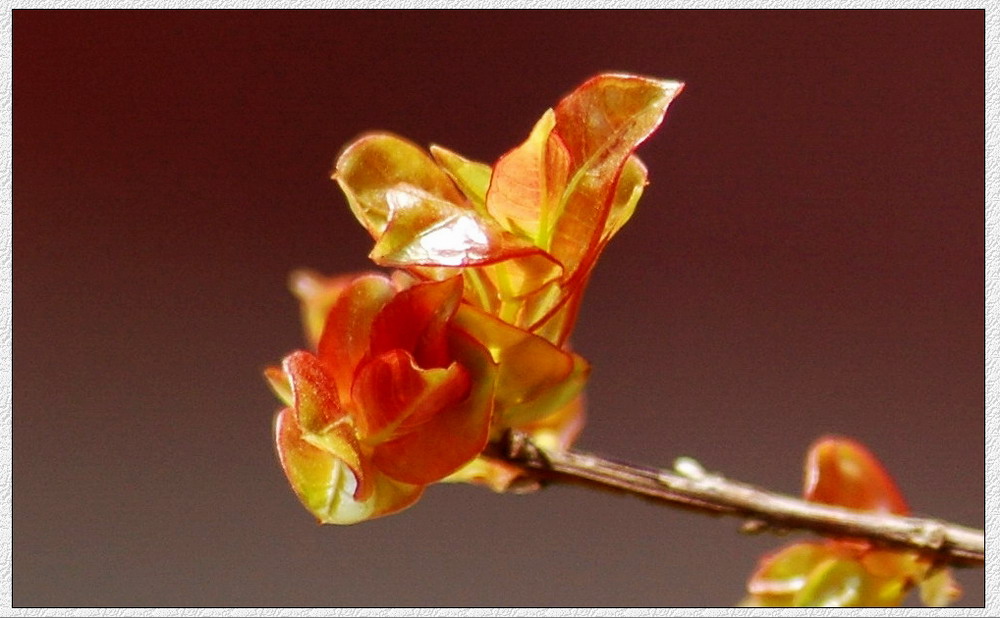 一枝“花” 摄影 小林子