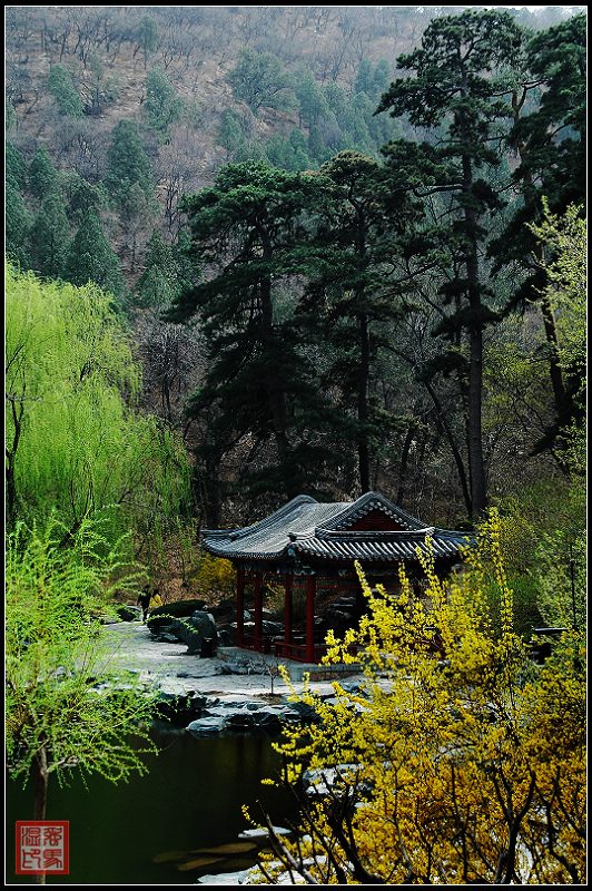 春天里的香山 摄影 弼马温99