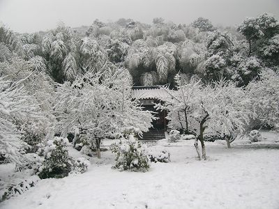 杭州灵峰雪景 摄影 金丝猴