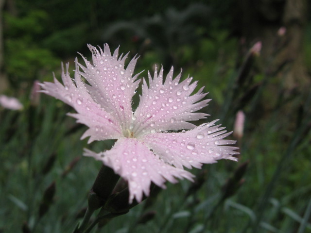 心花怒放 摄影 山村大夫